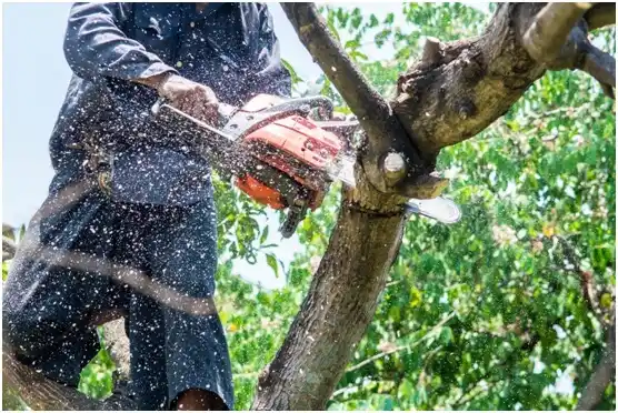 tree services East Rochester